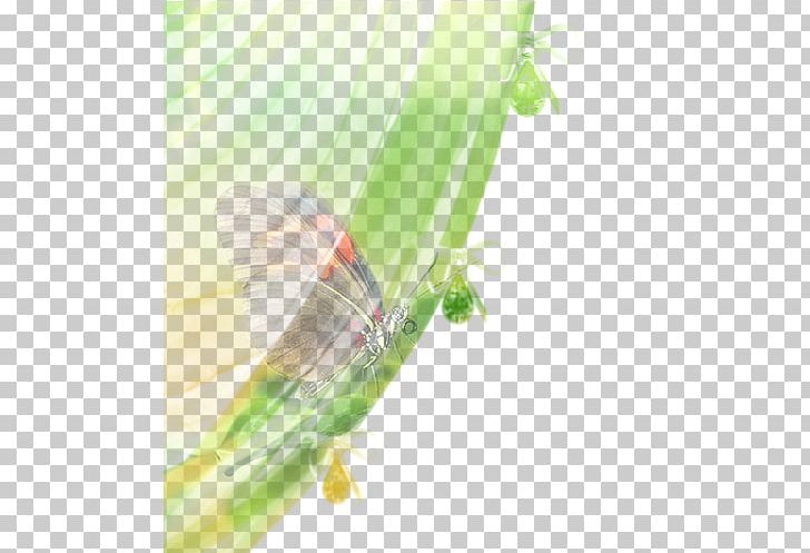 Insect Close-up Plant Stem PNG, Clipart, Animals, Closeup, Closeup, Insect, Invertebrate Free PNG Download