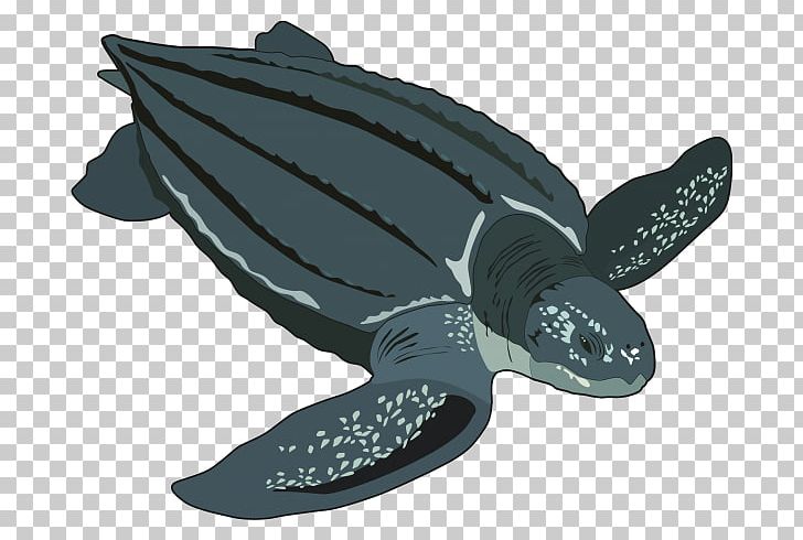 Loggerhead Sea Turtle Leatherback Sea Turtle Jellyfish Hawksbill Sea Turtle PNG, Clipart, Animal, Animals, Carapace, Dermochelys, Drawing Free PNG Download