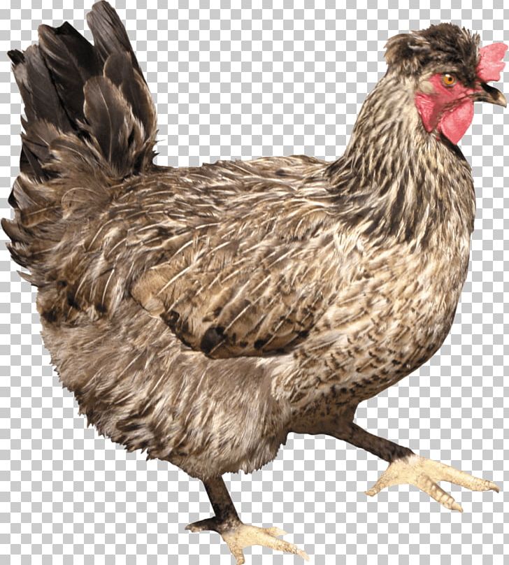Solid White Fried Chicken Chicken Meat PNG, Clipart, Animals, Beak, Bird, Chick, Chicken Free PNG Download