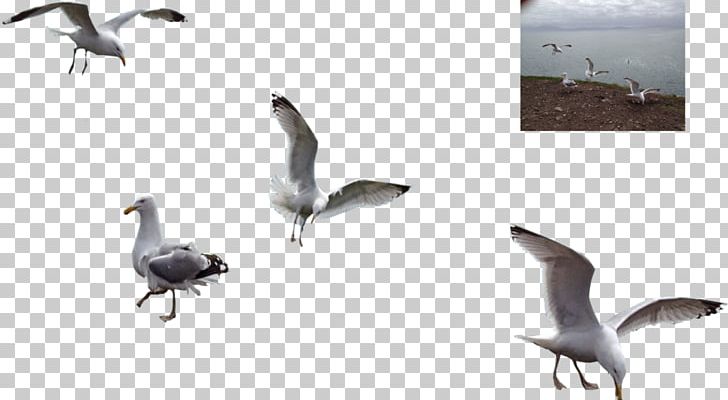 Water Bird Bird Migration Animal Migration Goose PNG, Clipart, Anatidae, Animal Migration, Animals, Beak, Bird Free PNG Download