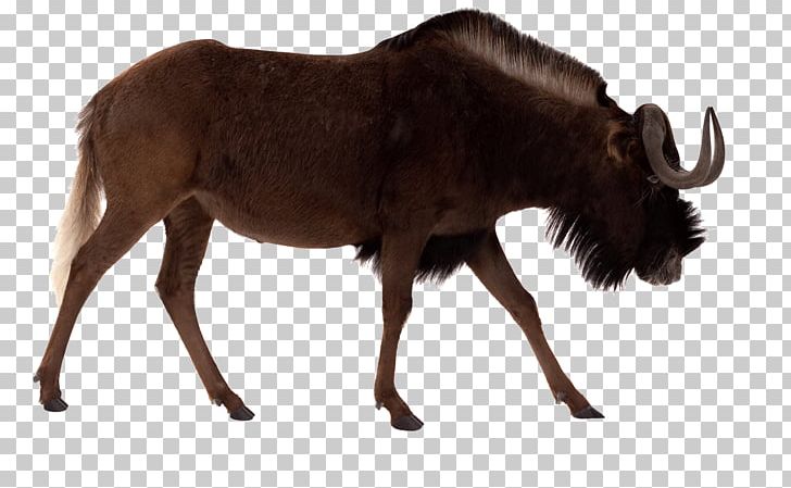 Black Wildebeest Blue Wildebeest Antelope Stock Photography PNG, Clipart, Alamy, Animal, Animals, Biological, Bison Logo Free PNG Download