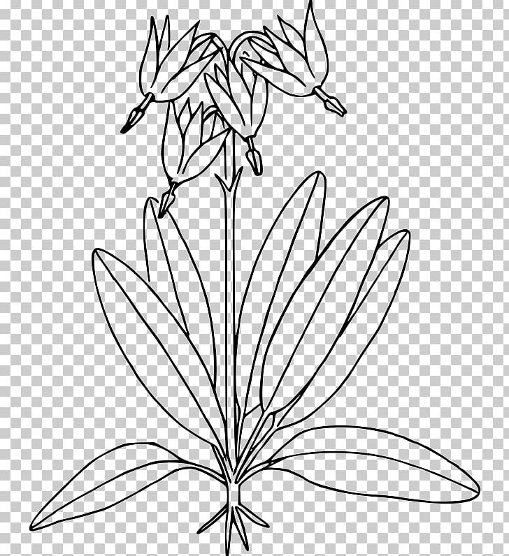 Botany Coloring Book (HarperCollins Coloring Books Flower PNG, Clipart, Artwork, Black And White, Botany, Branch, Drawing Free PNG Download