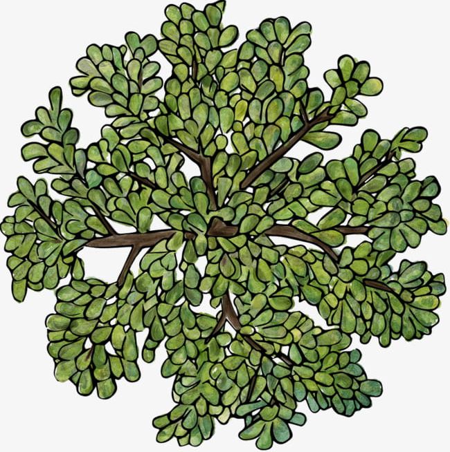 Green Trees Top View PNG, Clipart, Decoration, Diagram, Graphics, Green, Green Clipart Free PNG Download