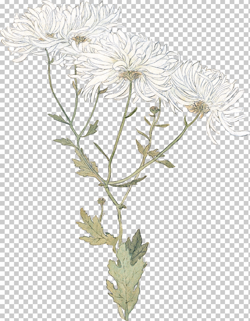 Plant Stem Chrysanthemum Oxeye Daisy Cut Flowers Flowerpot PNG, Clipart, Biology, Chrysanthemum, Cut Flowers, Flower, Flowerpot Free PNG Download