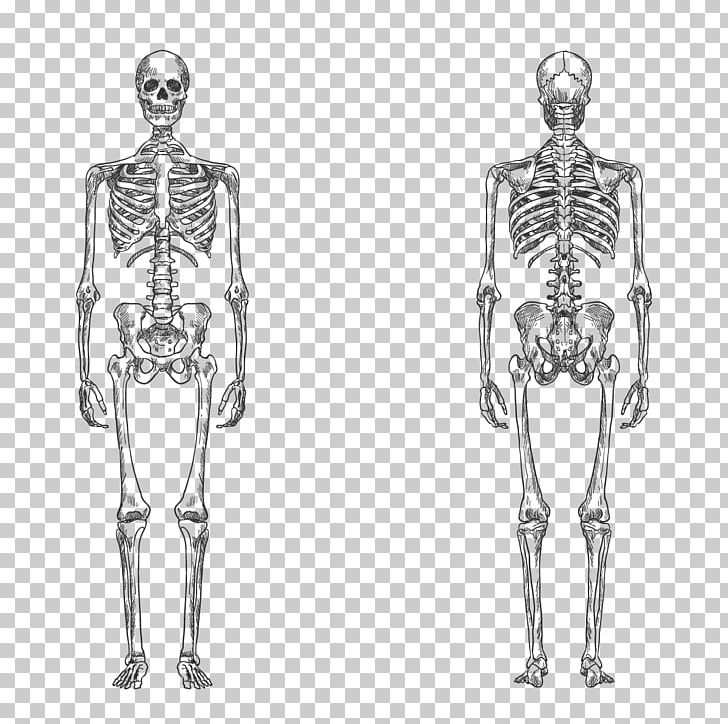 Human Skeleton Bone Human Body Anatomy PNG, Clipart, Arm, Black And White, Fashion Design, Happy Birthday Vector Images, Human Free PNG Download