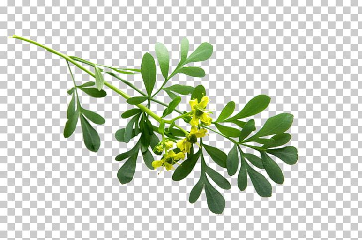 Medicinal Plants Rue Leaf Branch PNG, Clipart, Bay Laurel, Branch, Branch Plant, Food Drinks, Herb Free PNG Download