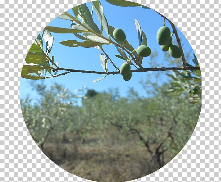 Olive PNG, Clipart, Branch, Food, Food Drinks, Fruit, La Fattoria Del Boschetto Free PNG Download