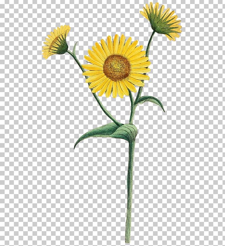The Botanical Magazine PNG, Clipart, Chrysanthemum, Daisy Family, Flower, Flowers, Hand Free PNG Download