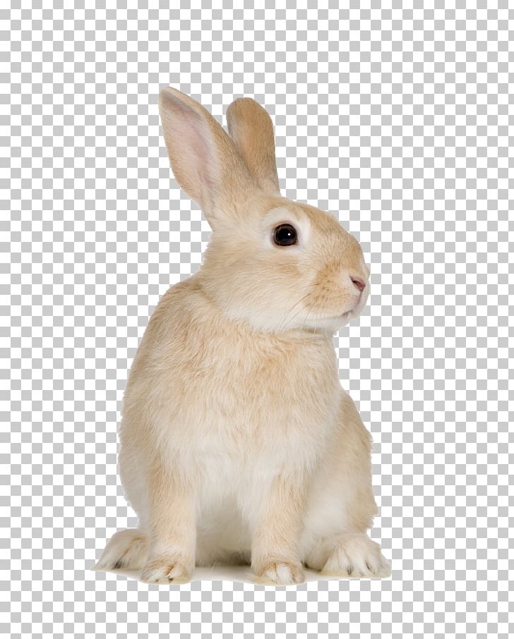 Easter Bunny Beige Rabbit Rodent European Rabbit Domestic Rabbit PNG, Clipart, Animal, Animals, Beige, Beige Rabbit, Big Free PNG Download
