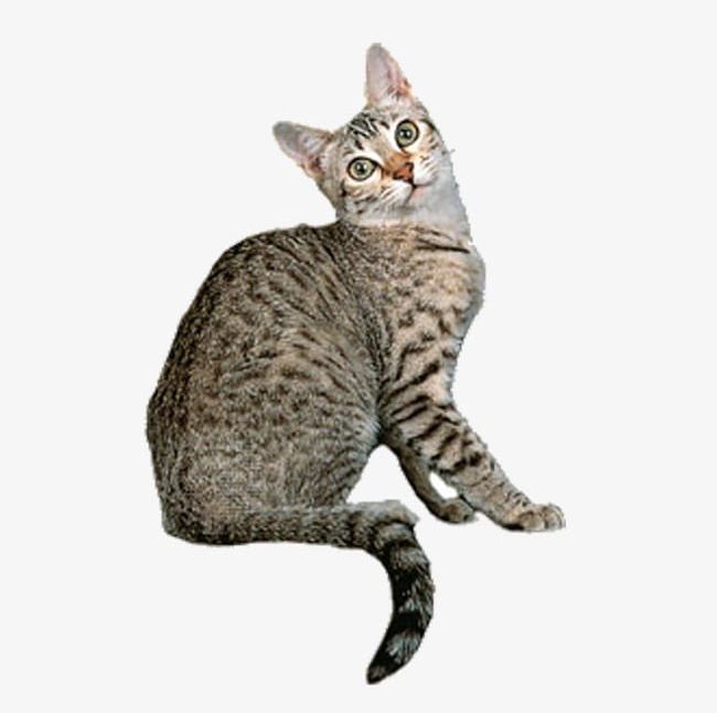 Tabby Cat PNG, Clipart, Animal, Cat, Cat Clipart, Cat Clipart, Kitty Free PNG Download