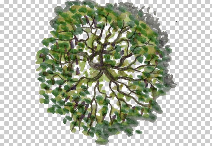 Tree Plan Photography PNG, Clipart, Architectural Plan, Architecture, Drawing, Nature, Photography Free PNG Download