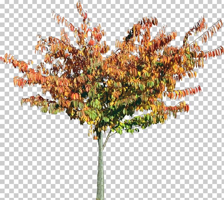 Tree Shrub Landscape Architecture Garden PNG, Clipart, Architecture, Branch, Building, Bushes, Fukei Free PNG Download