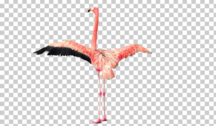 Phoenicopteridae Flamingo PNG, Clipart, Angels Wings, Angel Wing, Angel Wings, Animals, Beak Free PNG Download