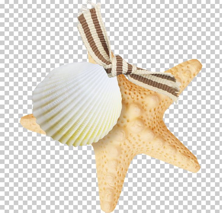 Seashell Starfish PNG, Clipart, Animal, Animals, Cockle, Conchology, Deco Free PNG Download