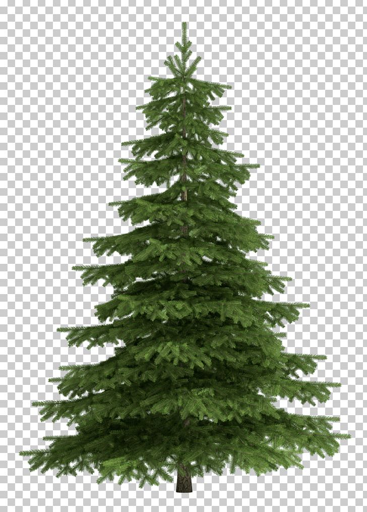 Tree Scots Pine Fir PNG, Clipart, Biome, Christmas Decoration, Christmas Ornament, Christmas Tree, Clip Art Free PNG Download
