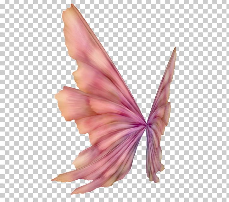 Blog Feather TinyPic PNG, Clipart, Aile, Animation, Blog, Butterfly, Drawing Free PNG Download