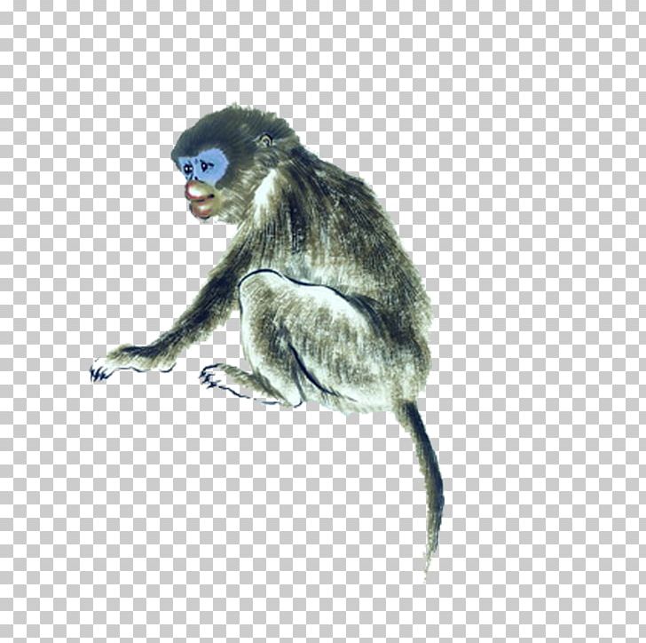 Chinese Zodiac Monkey Tai Sui PNG, Clipart, Animals, Chinese, Chinese Border, Chinese Lantern, Chinese New Year Free PNG Download