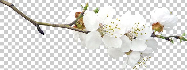 Twig Blossom Branch Fruit Tree PNG, Clipart, Blossom, Body Jewelry, Bud, Cherry Blossom, Cut Flowers Free PNG Download