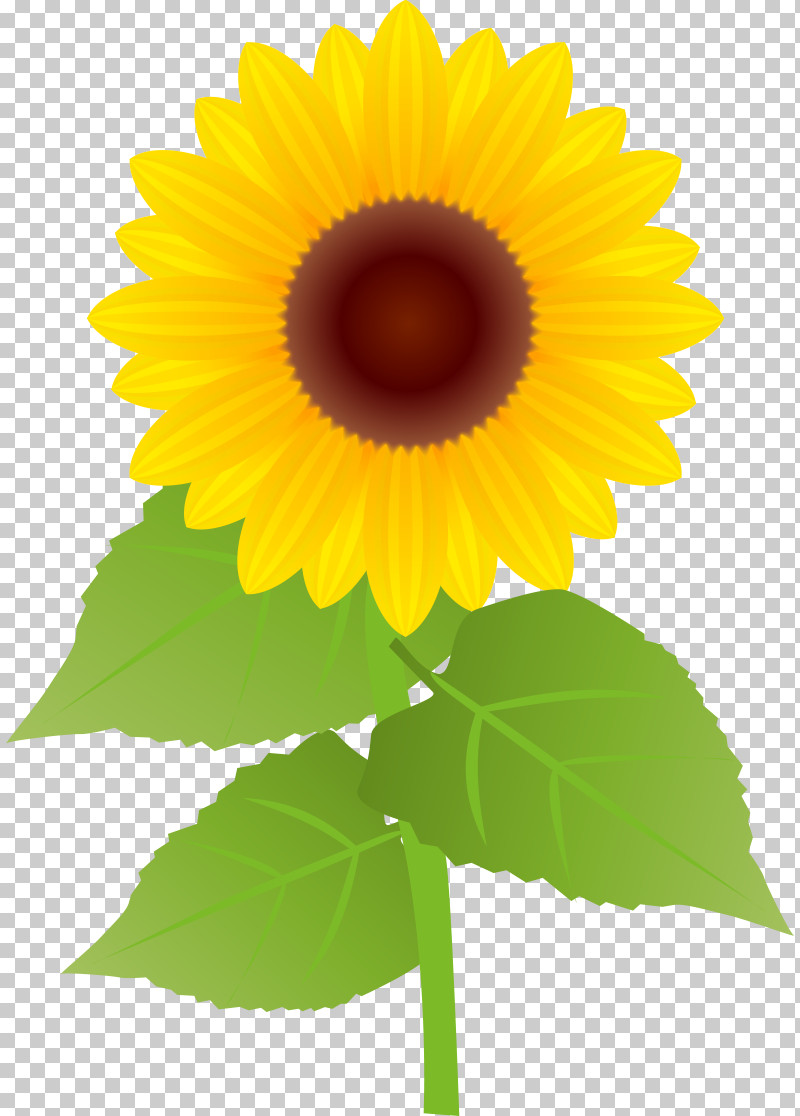 Sunflower Summer Flower PNG, Clipart, 3d Printing, Cake, Common Sunflower, Cupcake, Decoration Free PNG Download