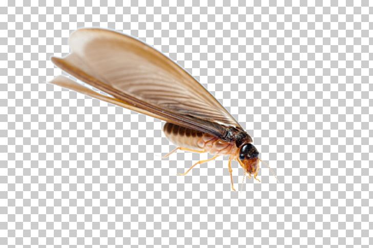 Termite Ant Cockroach Nuptial Flight Pest Control PNG, Clipart, Alate, Animals, Ant, Ant Colony, Arthropod Free PNG Download