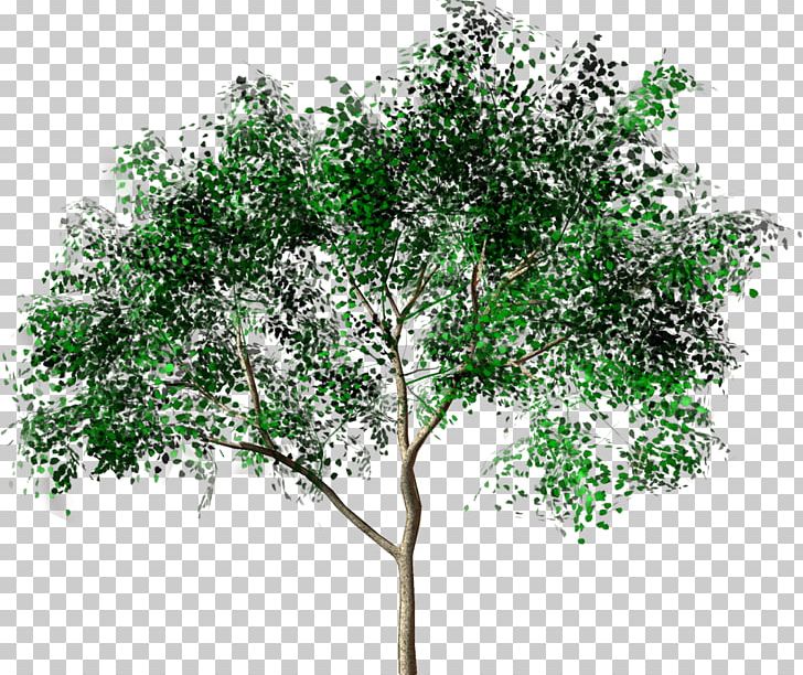 Tree Forest Drawing Painting PNG, Clipart, 3d Computer Graphics, Branch, Charcoal, Drawing, Forest Free PNG Download