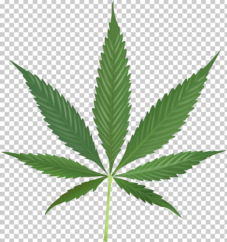 Cannabis Cultivation Cannabis Leaf Spots PNG, Clipart, Cannabidiol, Cannabinoid, Cannabis, Cannabis Cultivation, Cannabis Culture Free PNG Download
