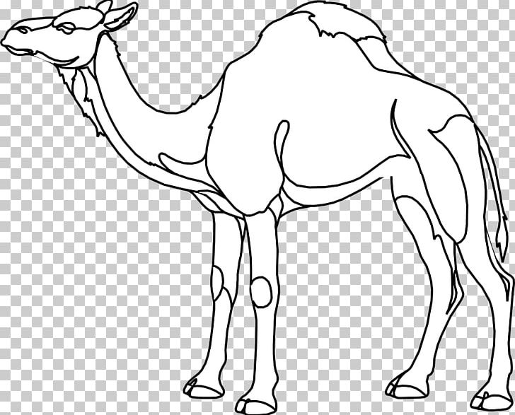 Dromedary Drawing Coloring Book PNG, Clipart, Animal, Arabian Camel, Arm, Black And White, Camel Free PNG Download