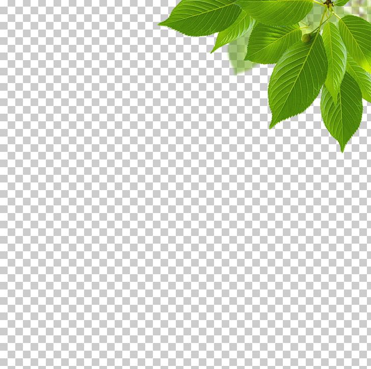 Green Light PNG, Clipart, Background Green, Branches, Branches And Leaves, Encapsulated Postscript, Extract Free PNG Download