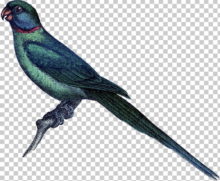 Macaw Finch Swallow Parakeet Feather PNG, Clipart, Beak, Bird, Birds, Common Pet Parakeet, Cuckoos Free PNG Download