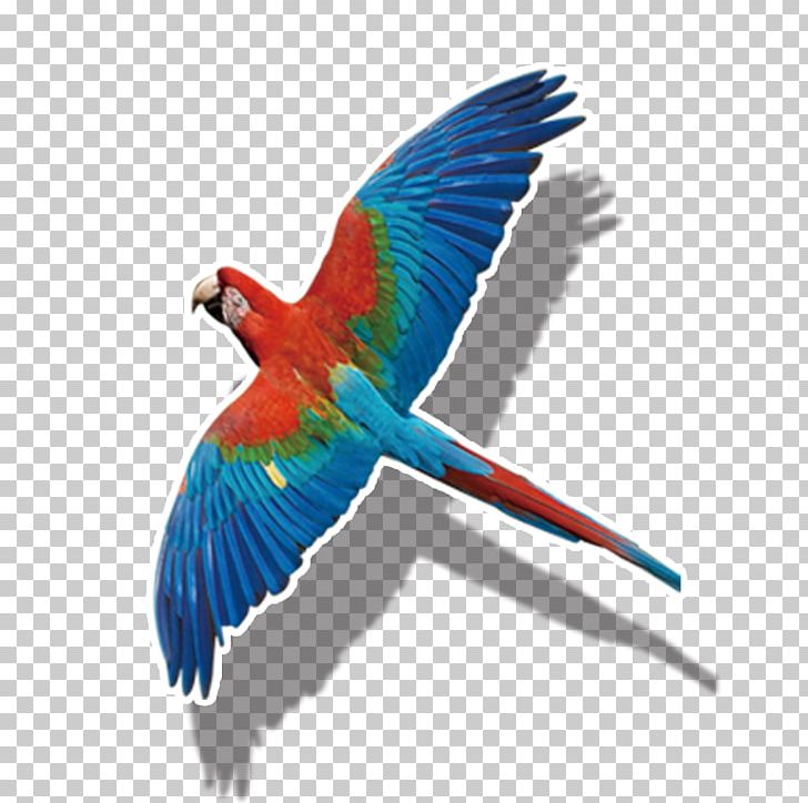 Parrot Bird PNG, Clipart, Adobe Illustrator, Animals, Bird, Bird Flight, Color Free PNG Download