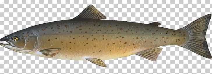 Atlantic Salmon Salmonids Fish Farming PNG, Clipart, Animal Migration, Atlantic Salmon, Bony Fish, Carp, Chinook Salmon Free PNG Download