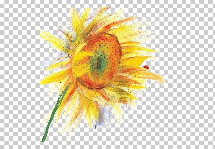 Common Sunflower Watercolor Painting Illustration PNG, Clipart, Canvas, Daisy Family, Deductible, Flower, Flowers Free PNG Download