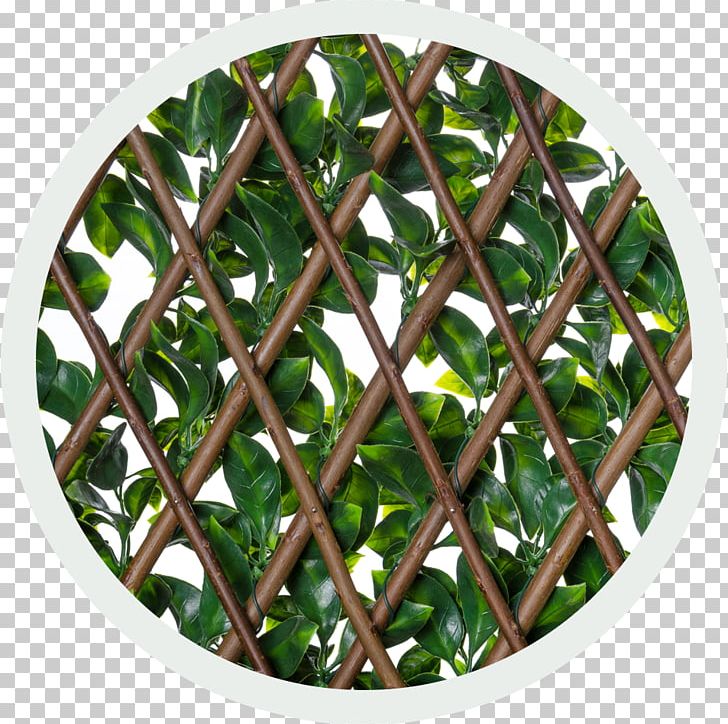 Trellis Latticework Hedge Ivy Tree PNG, Clipart, Computer, Fence, Fig Trees, Garden, Green Wall Free PNG Download