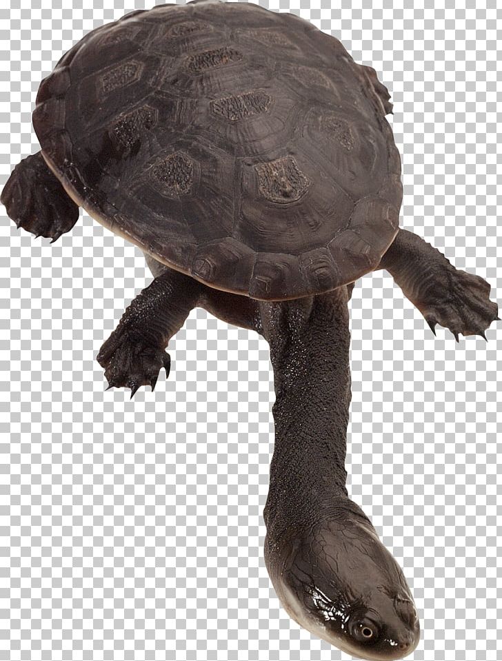 Common Snapping Turtle Eastern Long-necked Turtle Pet Tortoise PNG, Clipart, Animal, Animals, Captivity, Chelodina, Chelydridae Free PNG Download