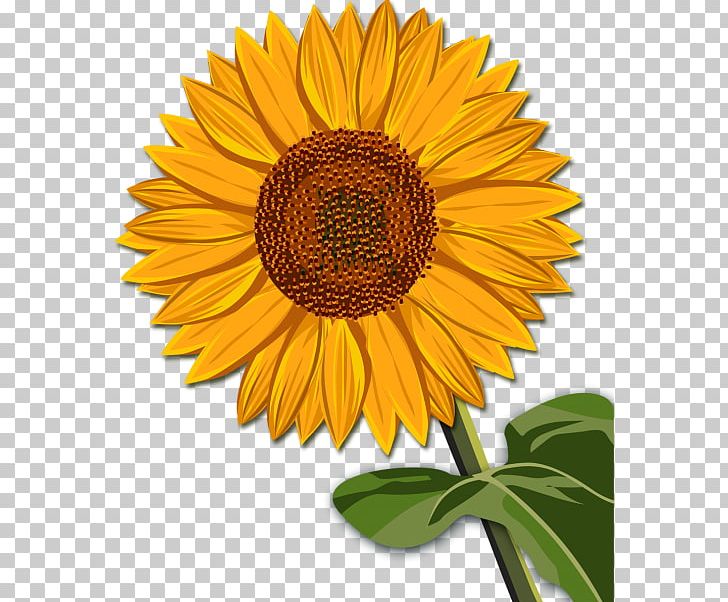 Common Sunflower 2017 International Conference On Computer Vision PNG, Clipart, Business, Common Sunflower, Daisy Family, Flower, Flowering Plant Free PNG Download