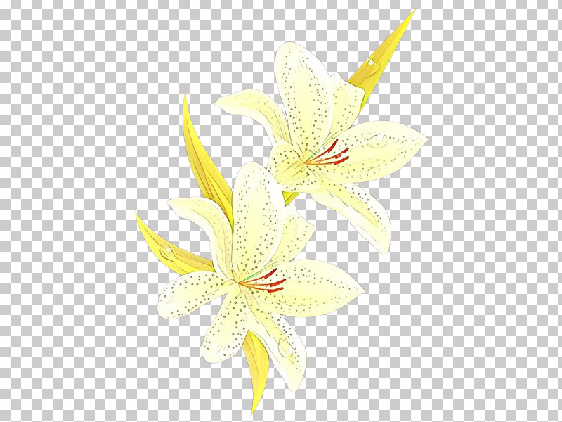 White Flower Lily Yellow Petal PNG, Clipart, Flower, Lily, Lily Family, Petal, Plant Free PNG Download