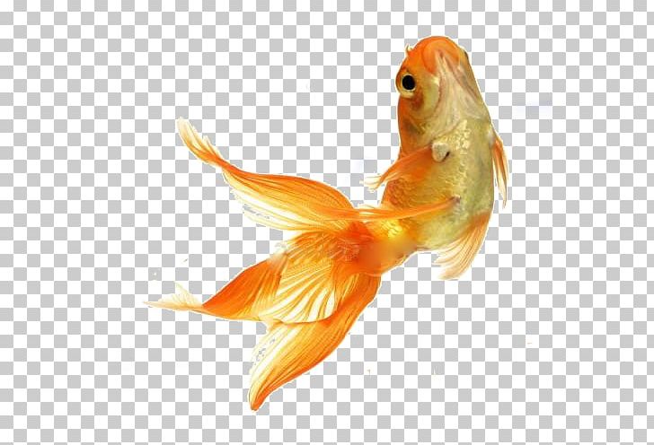 Goldfish Stock Photography Tropical Fish Feeder Fish PNG, Clipart, Animals, Bony Fish, Depositphotos, Fauna, Feeder Fish Free PNG Download