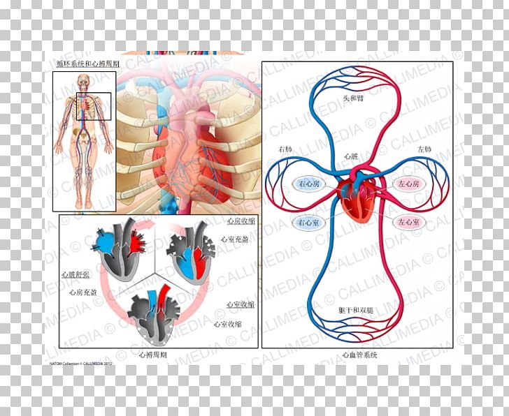 Circulatory System Cardiac Cycle Anatomy Biological System Physiology PNG, Clipart, Anatomy, Biological System, Blood, Blood Vessel, Cardiac Cycle Free PNG Download