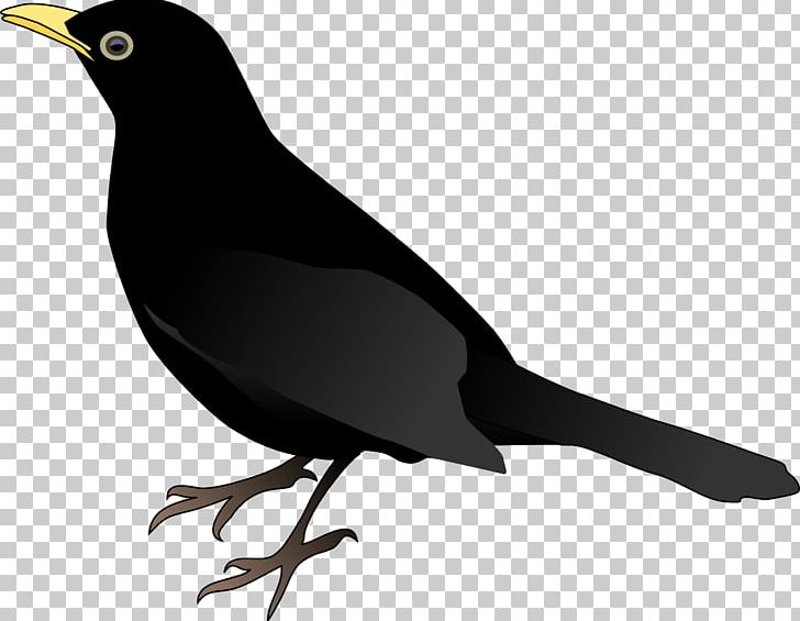 Common Blackbird Crows PNG, Clipart, Animals, Art, Beak, Bird, Blackbird Free PNG Download