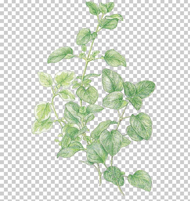 Marjoram Oregano Favourite Herbs Thyme PNG, Clipart, Basil, Branch, Favourite, Favourite Herbs, Herb Free PNG Download