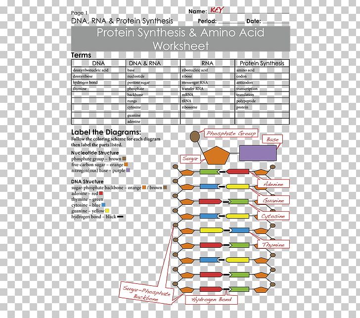 Messenger RNA Protein Biosynthesis Amino Acid Worksheet PNG, Clipart, Acid, Amino Acid, Area, Biology, Codon Free PNG Download