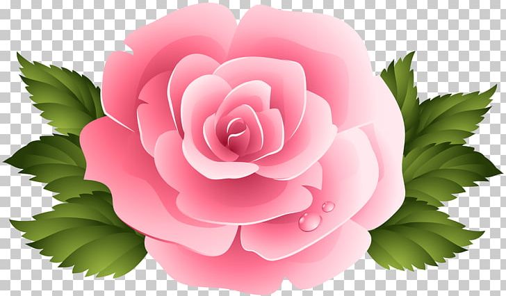 Pink Garden Roses Centifolia Roses PNG, Clipart, Beach Rose, Clipart, Clip Art, Cut Flowers, Download Free PNG Download