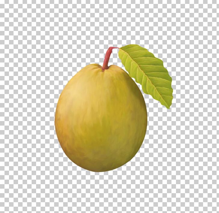 Pyrus Nivalis Asian Pear Fruit Vecteur PNG, Clipart, Apple, Asian Pear, Computer Graphics, Download, Encapsulated Postscript Free PNG Download
