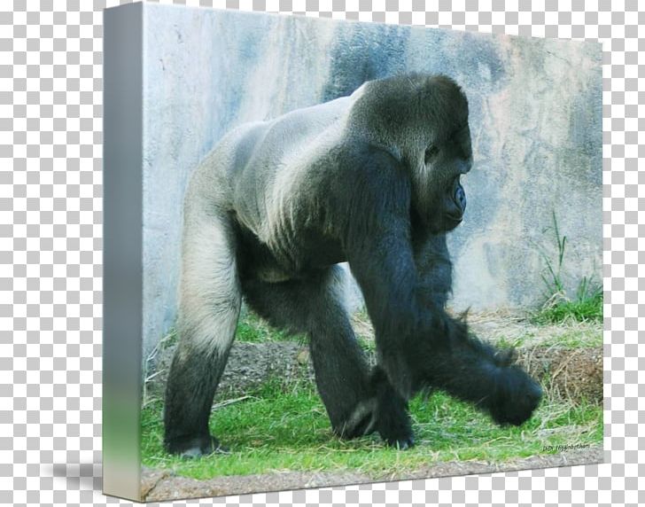 Western Gorilla Chimpanzee Art Wildlife Terrestrial Animal PNG, Clipart, Animal, Art, Chimpanzee, Didi Amp Friends, Fauna Free PNG Download