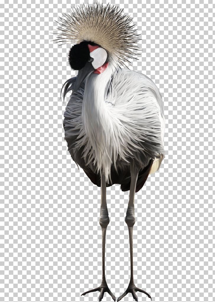 Bird Flamingos PNG, Clipart, Animal, Animals, Ardea, Beak, Bird Free PNG Download