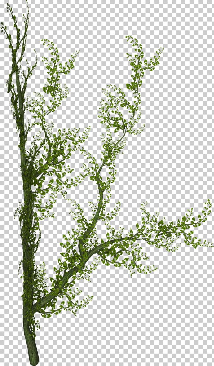 Plant Tree Liana Vine PNG, Clipart, Branch, Flora, Flower, Flowering Plant, Food Drinks Free PNG Download
