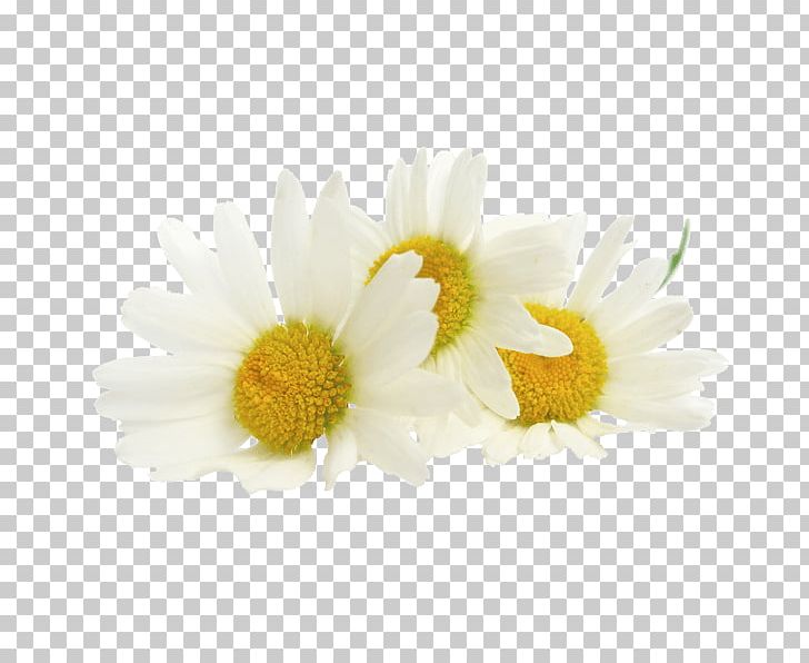 Tea Roman Chamomile Extract Oil PNG, Clipart, Absolute, Aster, Chamaemelum Nobile, Chamomile, Chrysanths Free PNG Download