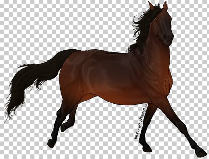 Foal Pony Mustang Stallion Mare PNG, Clipart, Bridle, Color, Colt, English Riding, Equestrian Free PNG Download