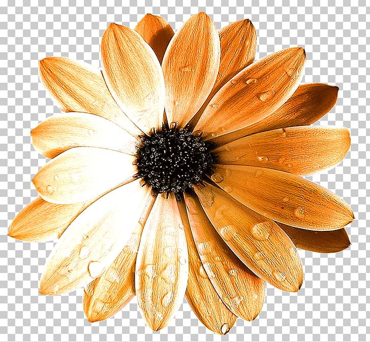 Flower Drop PNG, Clipart, Chrysanths, Daisy, Daisy Family, Decoration, Designer Free PNG Download