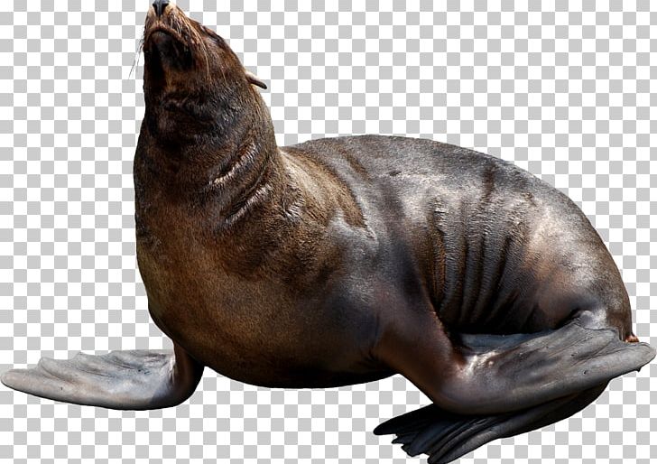 Walrus Animal Sea Lion PNG, Clipart, Animal, Animals, Centerblog, Fauna, Harbor Seal Free PNG Download